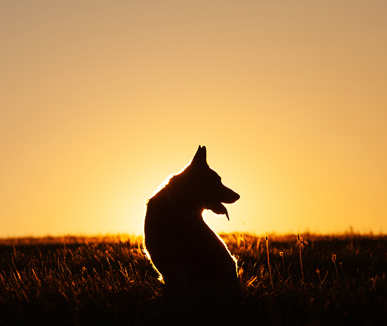 Accompagnement de fin de vie