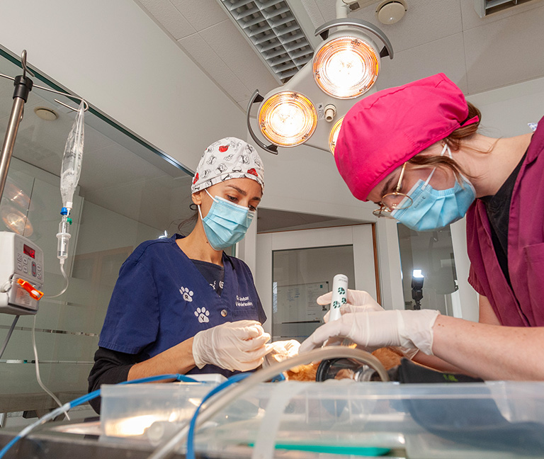 Consultations & m&eacute;decine interne