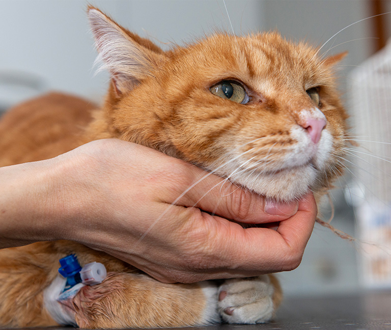 M&eacute;decine v&eacute;t&eacute;rinaire